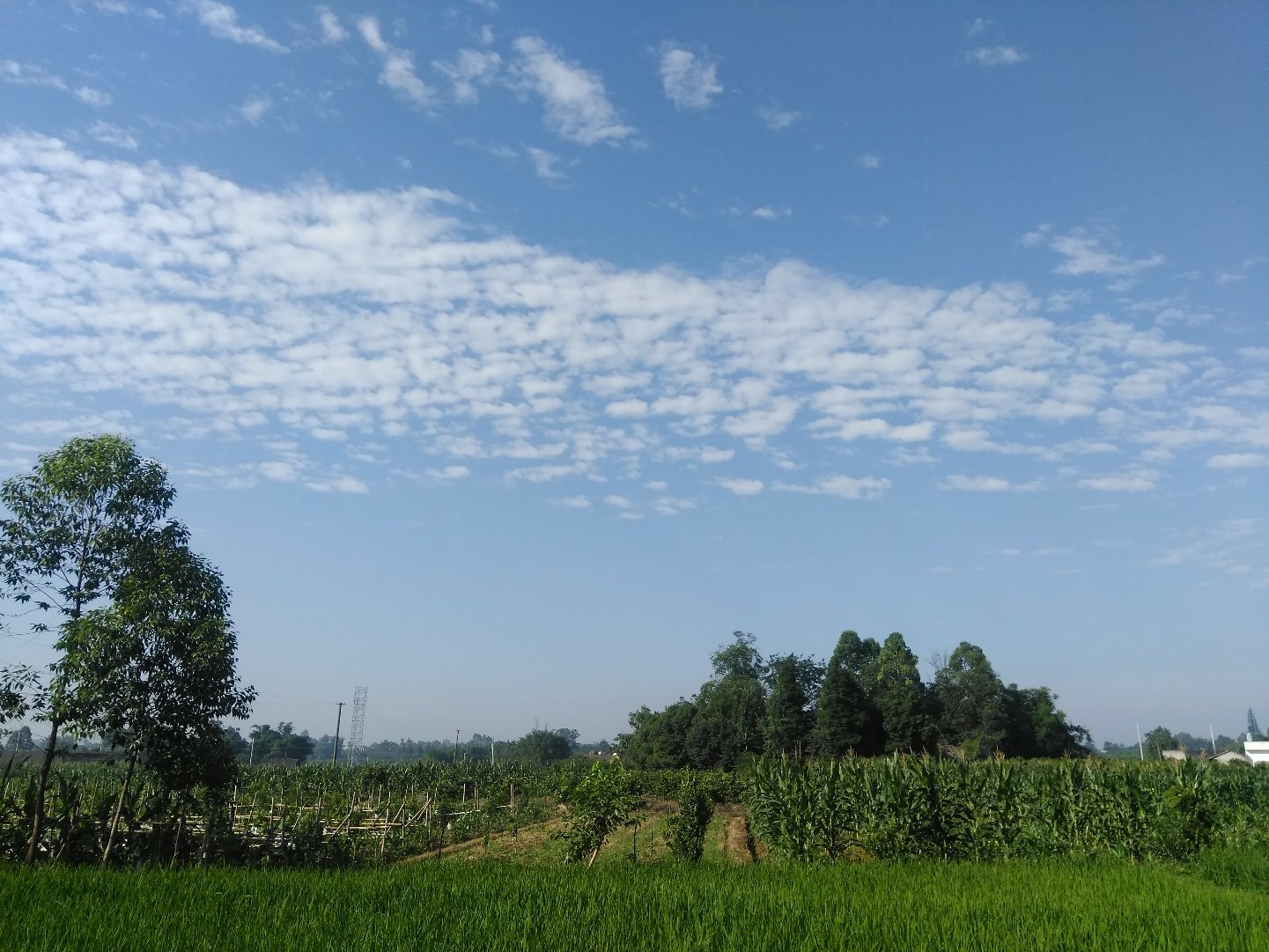 沙塘镇天气预报更新通知