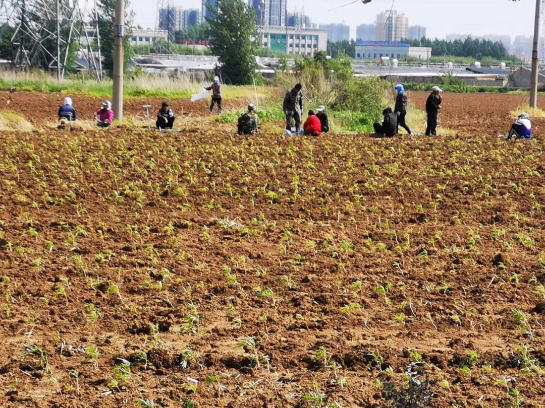 东宁街道最新项目，先锋力量引领城市发展之路