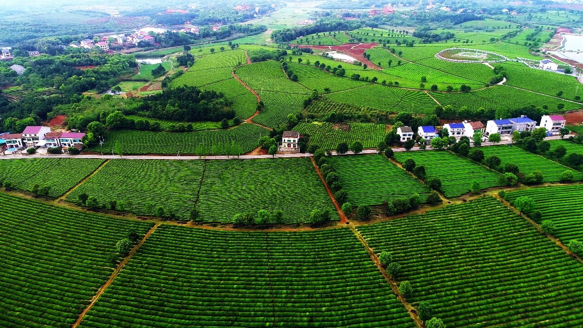 范家园茶叶示范场最新项目，引领茶叶产业迈向新时代