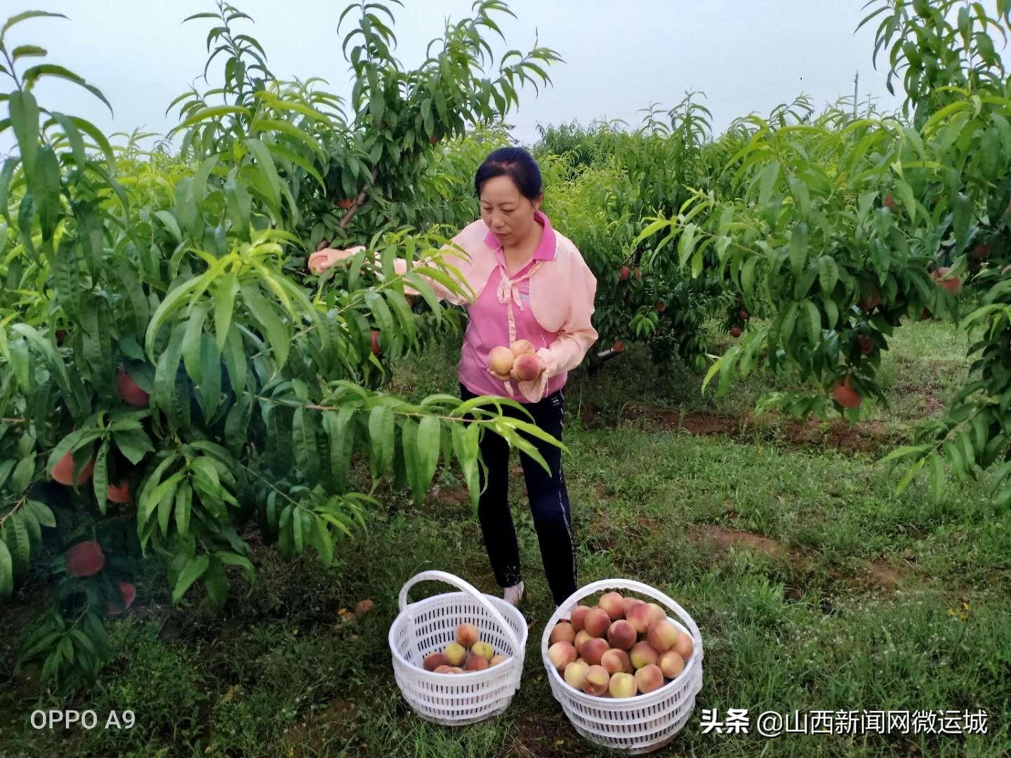 山西省运城市闻喜县阳隅乡最新新闻动态报道速递