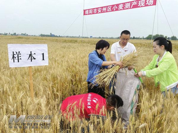 绵阳市城市社会经济调查队最新动态报道